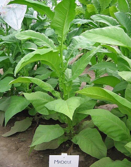 1000 Madole Tobacco Seeds ~ Heirloom ~ Rich Flavor ~ Dark Variety