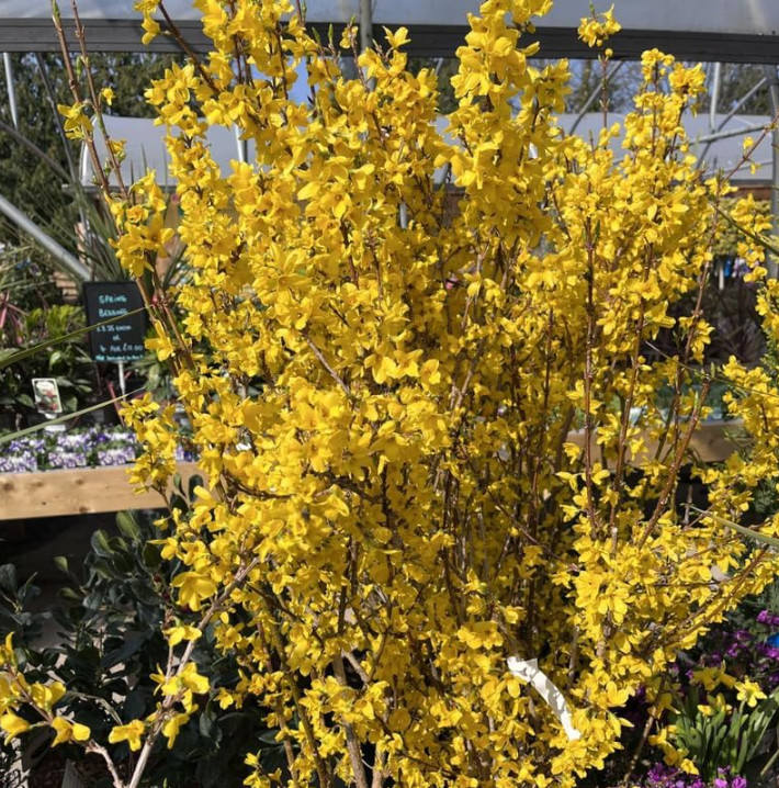 Live Lynwood Gold Forsythia Plant – 6–12” Tall – 4” Pot – Flowering Shrub