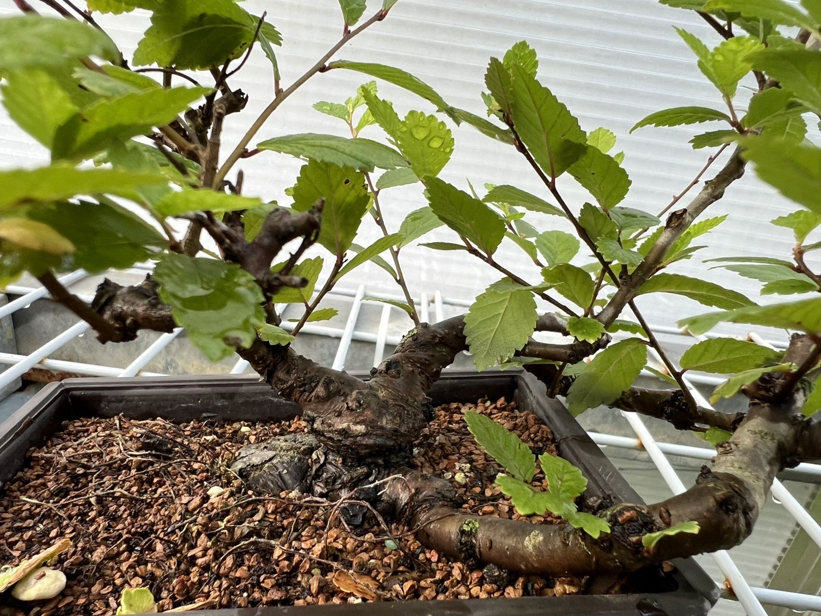 CHINESE ELM Pre-Bonsai /Bonsai Tree Cold Hardy / Tiny leaves 5 years old