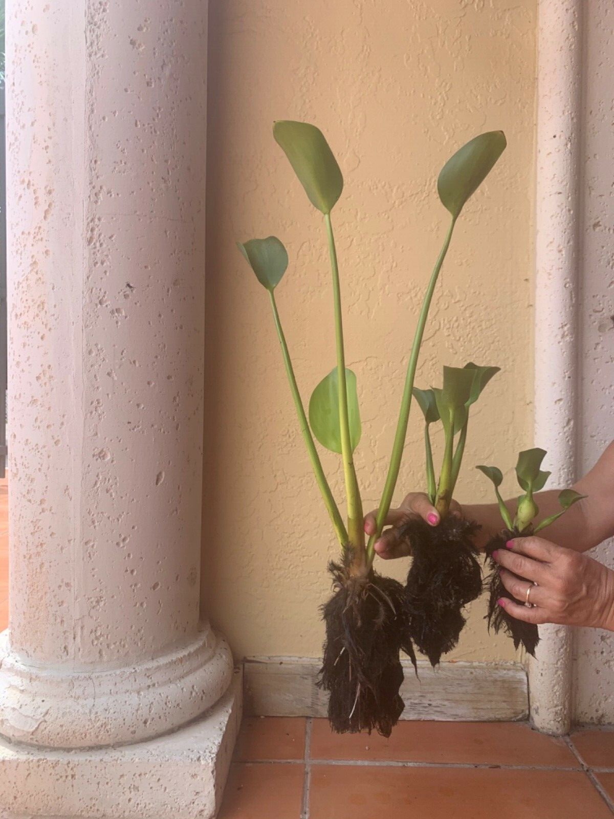 Water Hyacinth Floating 20 Plants Koi Pond Fish Aquatic Filtration