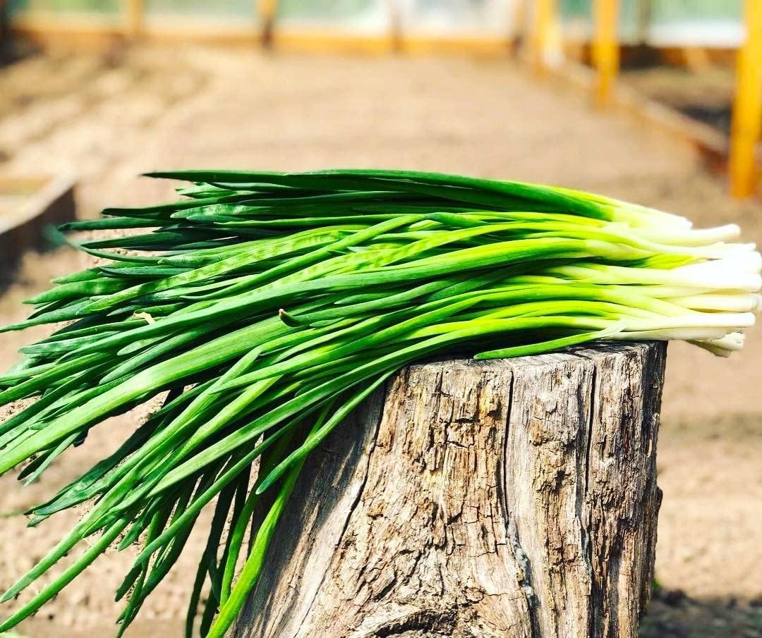 Bunching Green Onion Seeds Scallions About 300 Non-GMO Seeds for Planting
