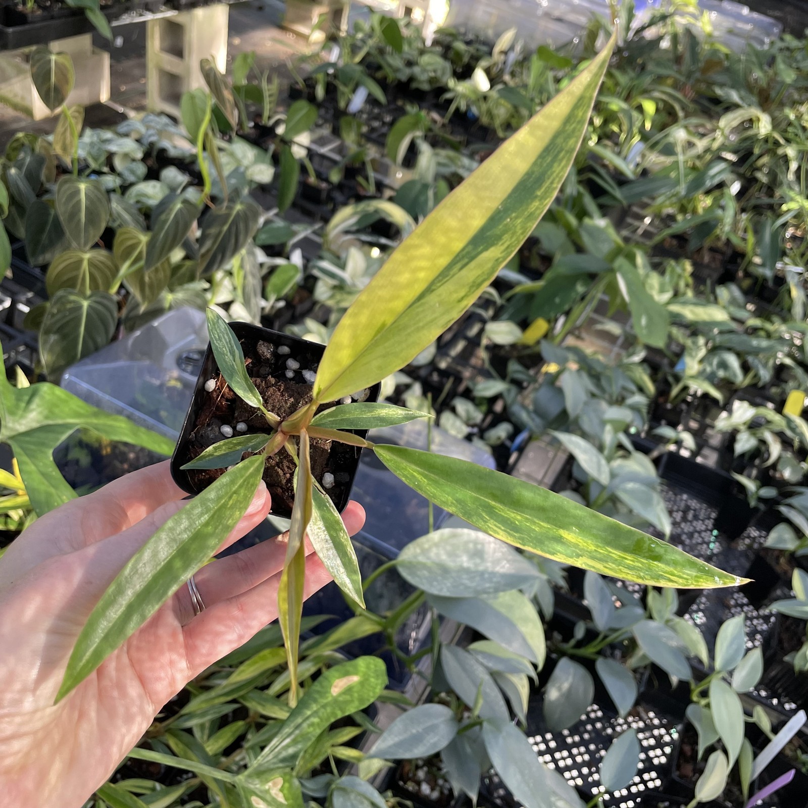 Philodendron Caramel Marble variegated 2.5″ pot, Fedex 2day*