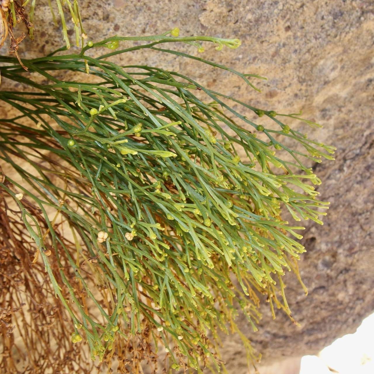 whisk fern (Psilotum nudum)