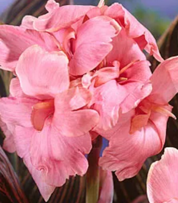 3 MIXED TALL CANNA LILY Mix Colors Attract Hummingbird Butterflies