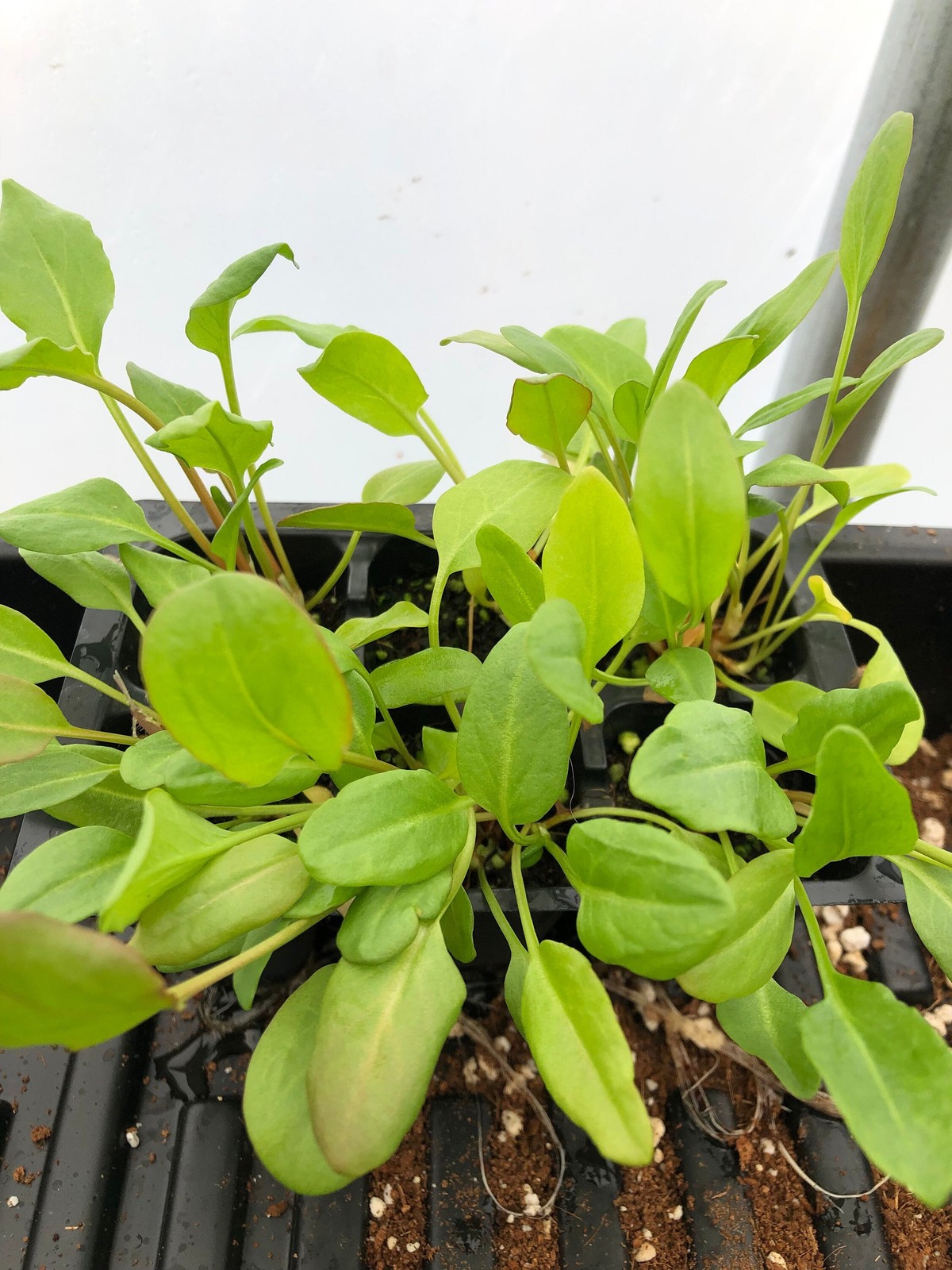 Sorrel Live Plant – Seedlings/Plugs and Plants – 3″- 12″ tall – 30-60+ days old