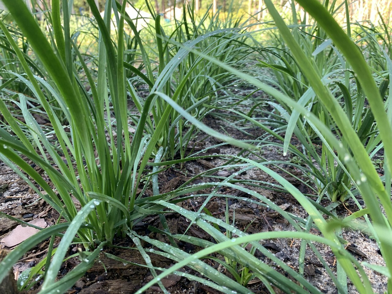 500 Garlic Chives Seeds | NON-GMO |2023 FALL Fresh Garden Seeds 韭菜种子
