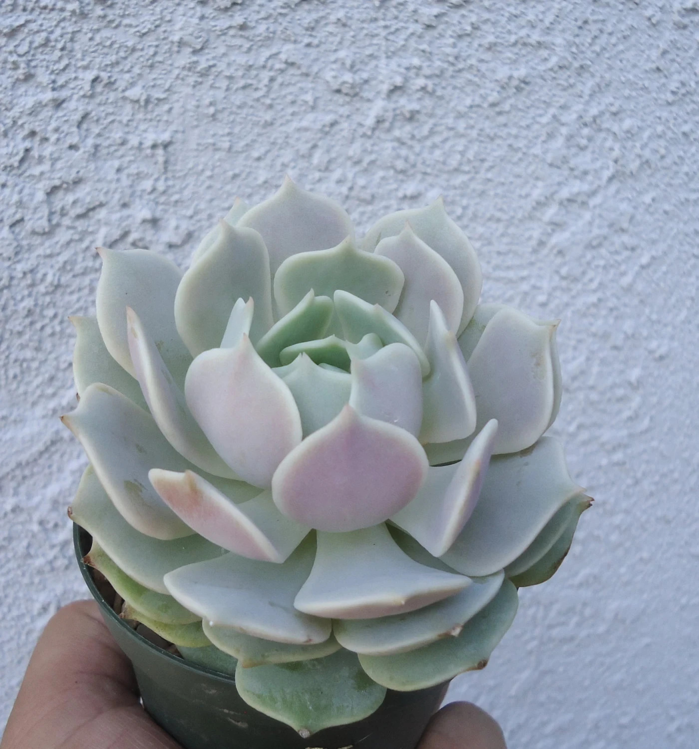 Echeveria Lola Succulents Live Plants, 4″ pots