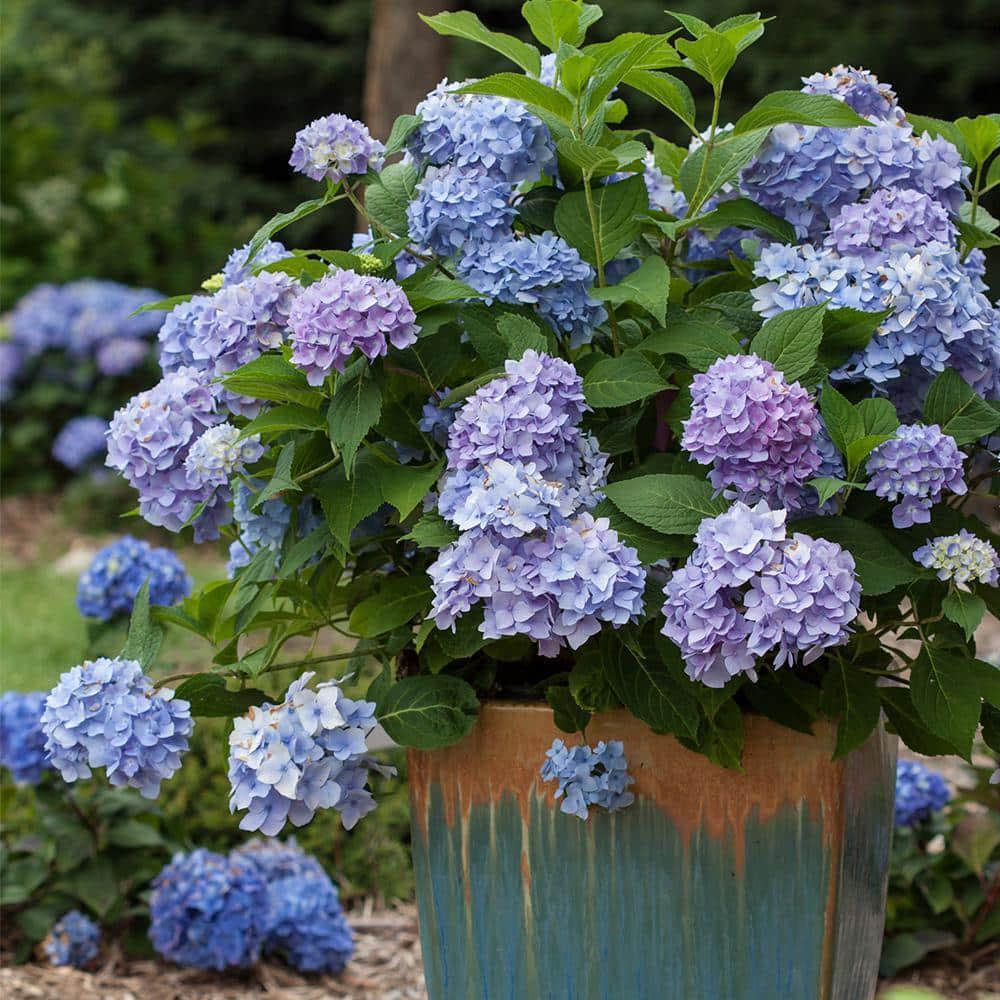 Endless Summer 1 Gal. Original Reblooming Hydrangea Shrub Pink/Blue Flowers
