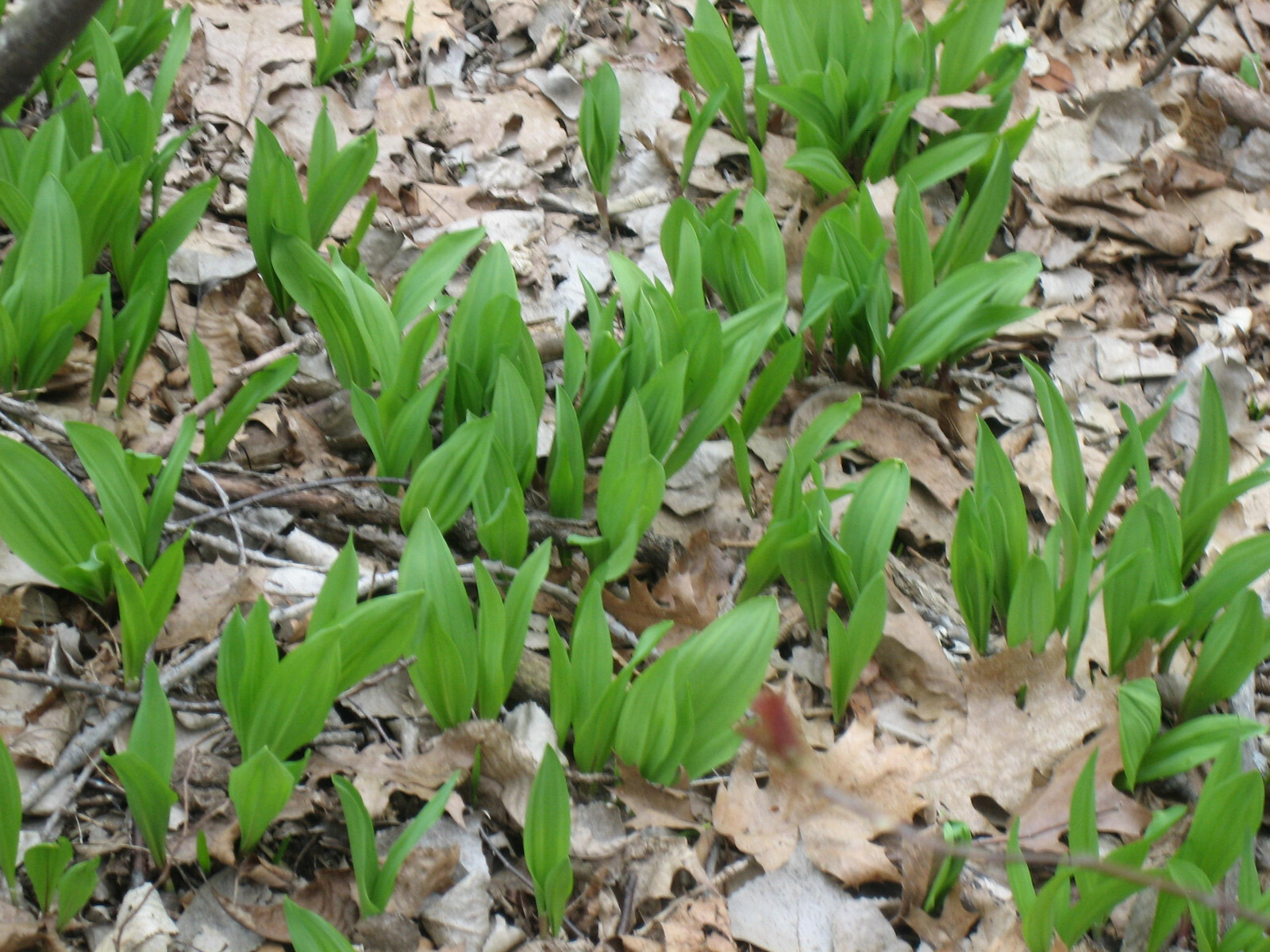2023 WILD LEEK RAMPS 700 SEEDS 1/2 oz RAMSOM BEARS GARLIC ALLIUM TRICOCCUM A++