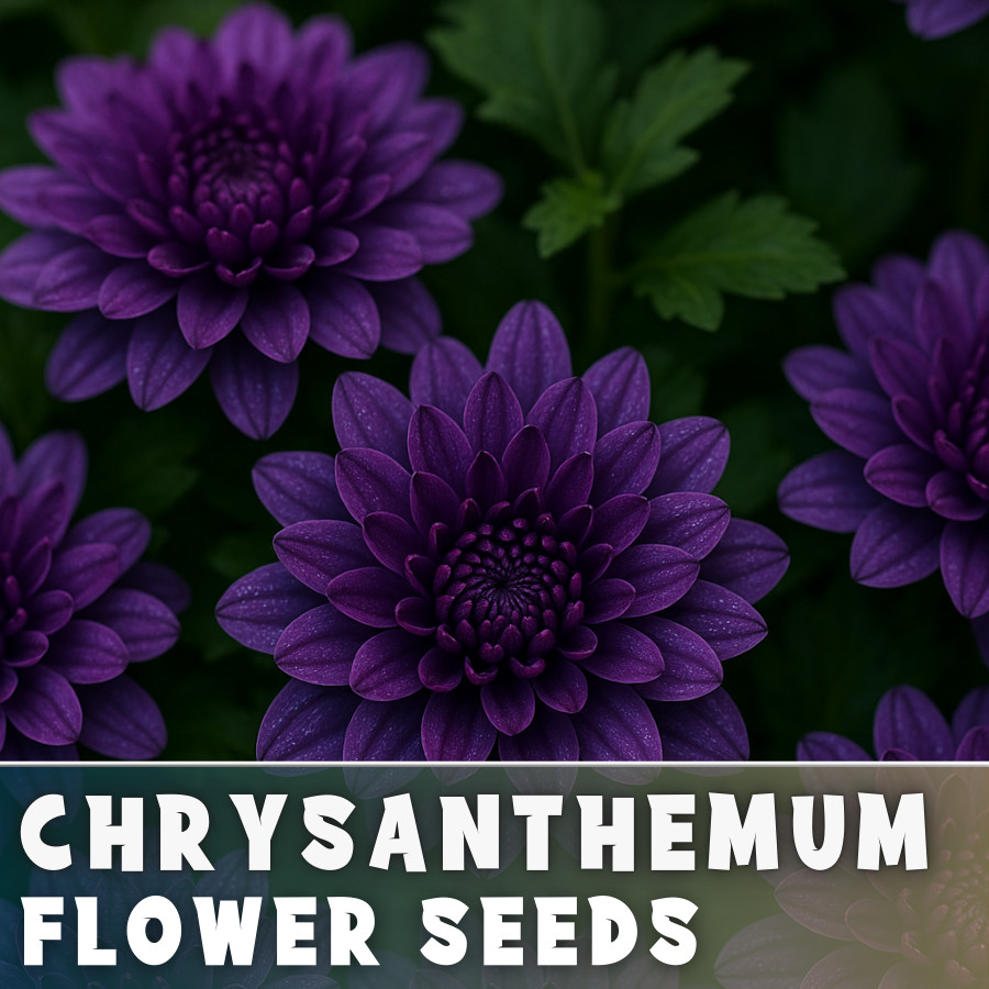 Imperial Mum Chrysanthemum Seeds 200+ Seeds Mum Flower, Flower Seeds