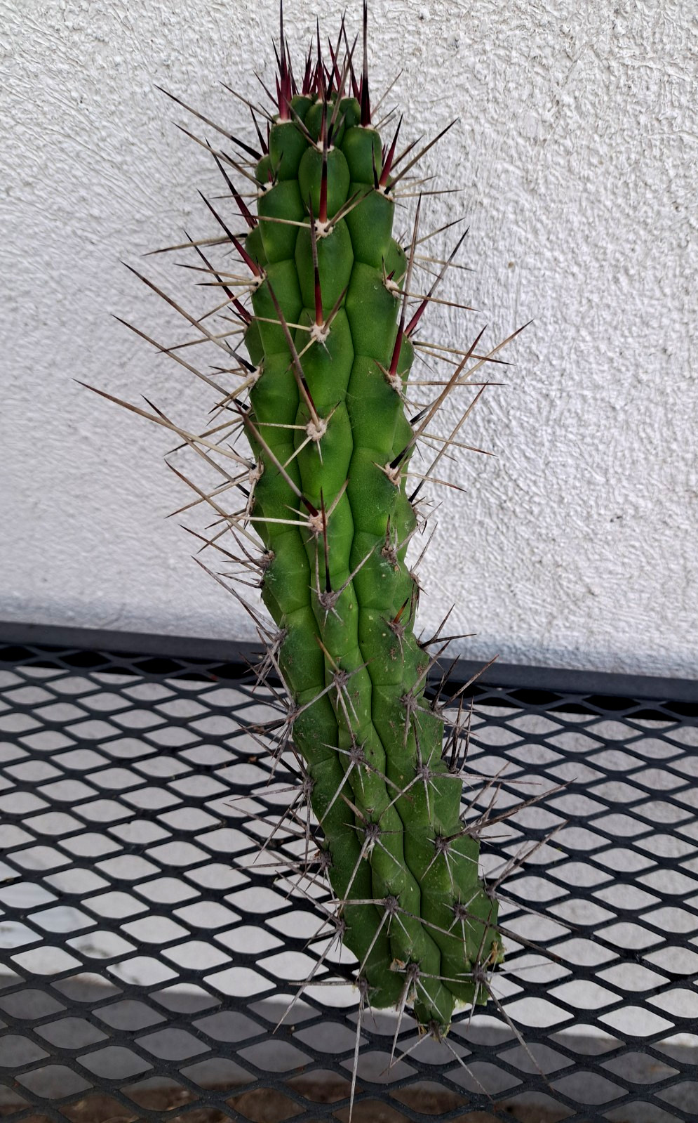 Rauhocereus Riosaniensis Jaenensis Cactus Cutting H10 ^726