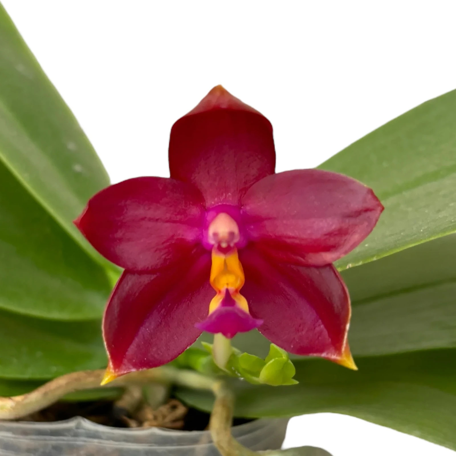 Fragrant Orchid Phalaenopsis Phal. cornu-cervi × Hawaii Dragon Girl In 3″ Pot