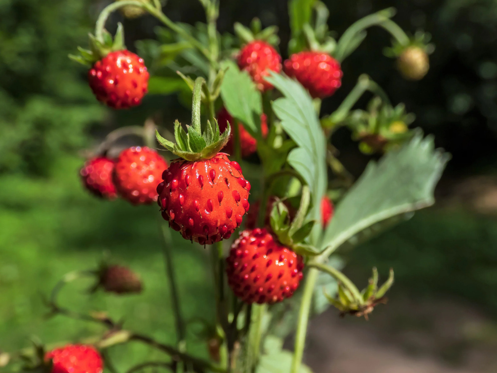 60 RUEGEN STRAWBERRY Everbearing Alpine Fragaria Vesca Red Berry Fruit Seeds