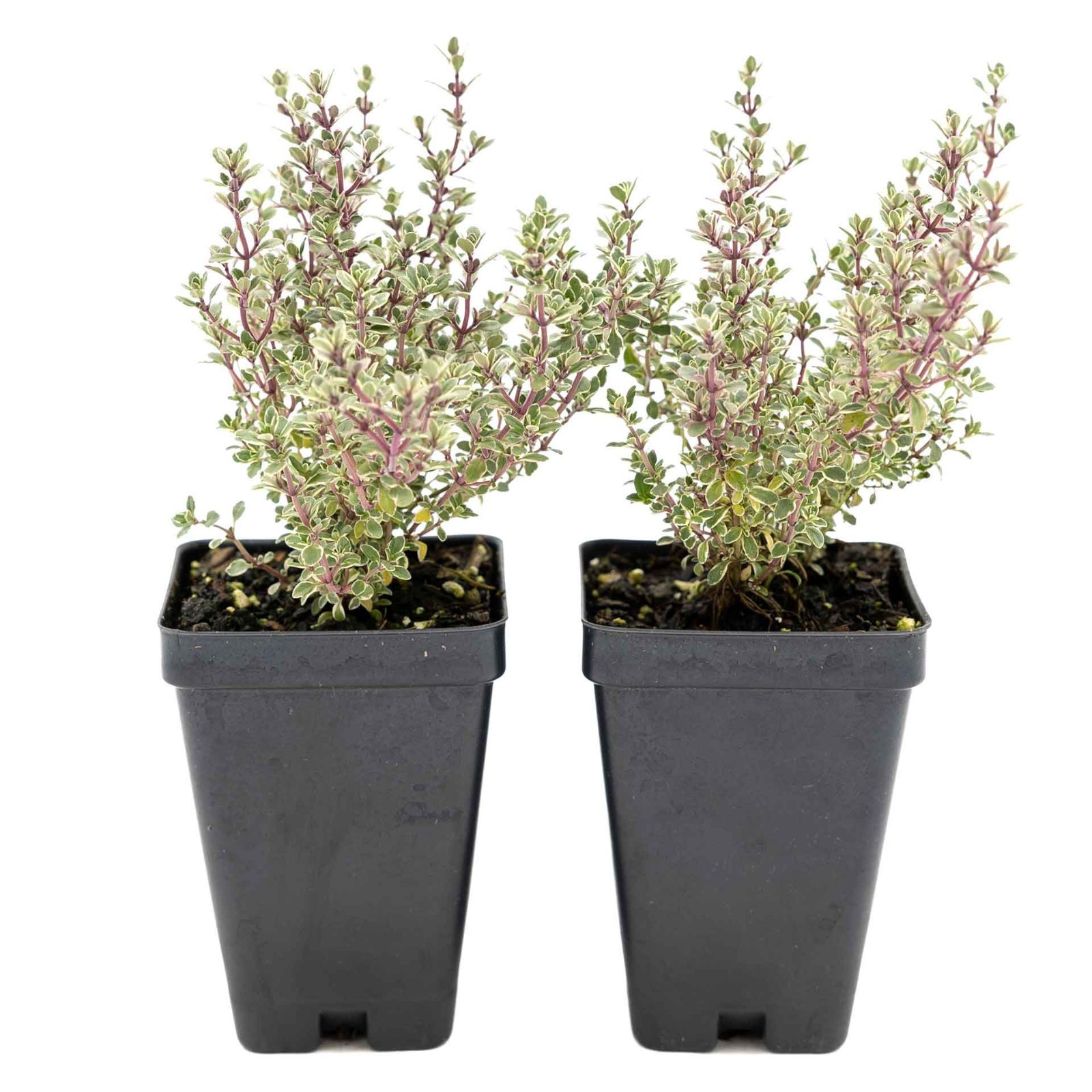 2 Silver Thyme Plants in 3.5″ Cubes, Live Aromatic Variegated Herb (Thymus)