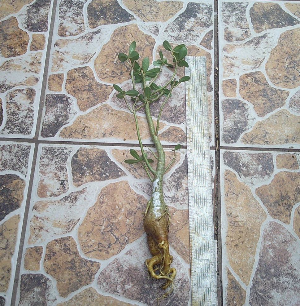 Adenium Desert Rose Obesum “Karla” Caudex Flowering Live Plant 🇺🇸🆓⛟