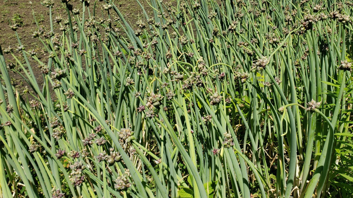 75 Seeds/Bulbils Egyptian Walking Onions, Organic, 2026 topsets harvest