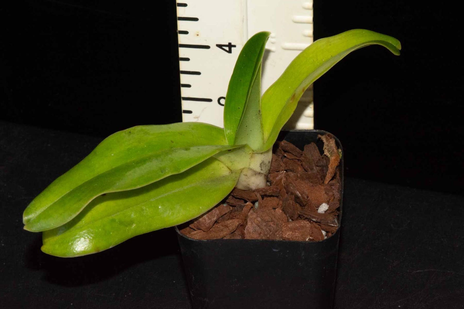 Paphiopedilum QF Kamakani #1 (Cascade Creek x sanderianum)