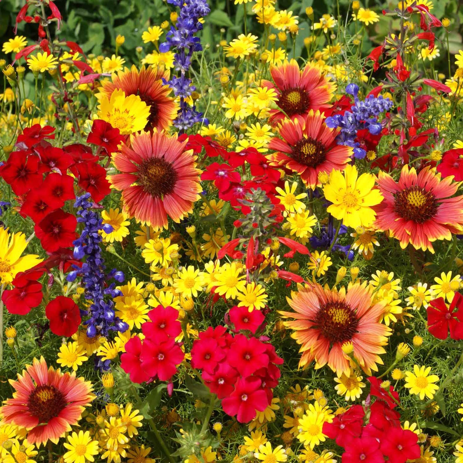 1 LB Texas and Oklahoma Wildflower Seed Mixes For Planting Outdoors