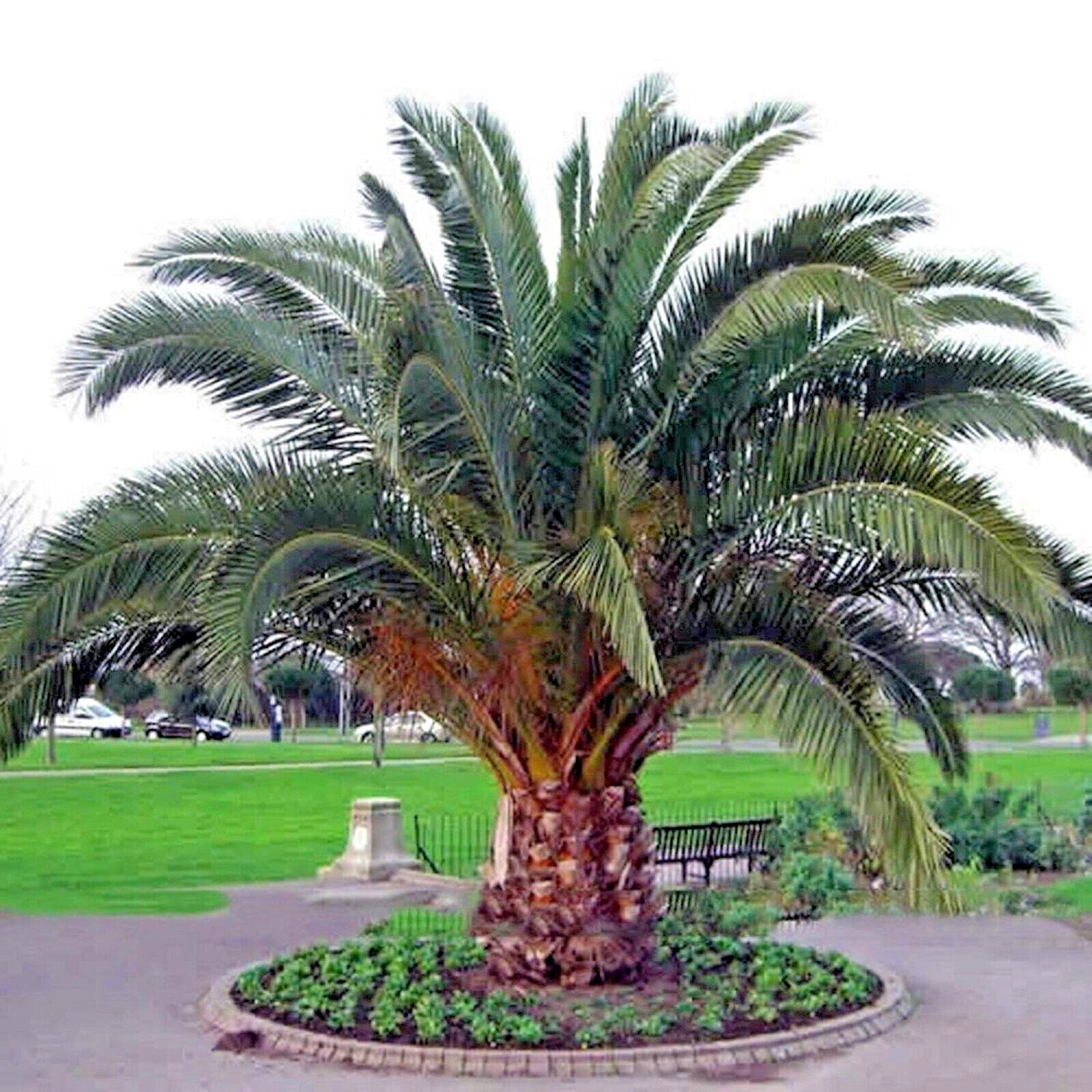 10 CANARY ISLAND DATE PALM Tree Seeds (Phoenix Canariensis) Hardy Fruit Plant