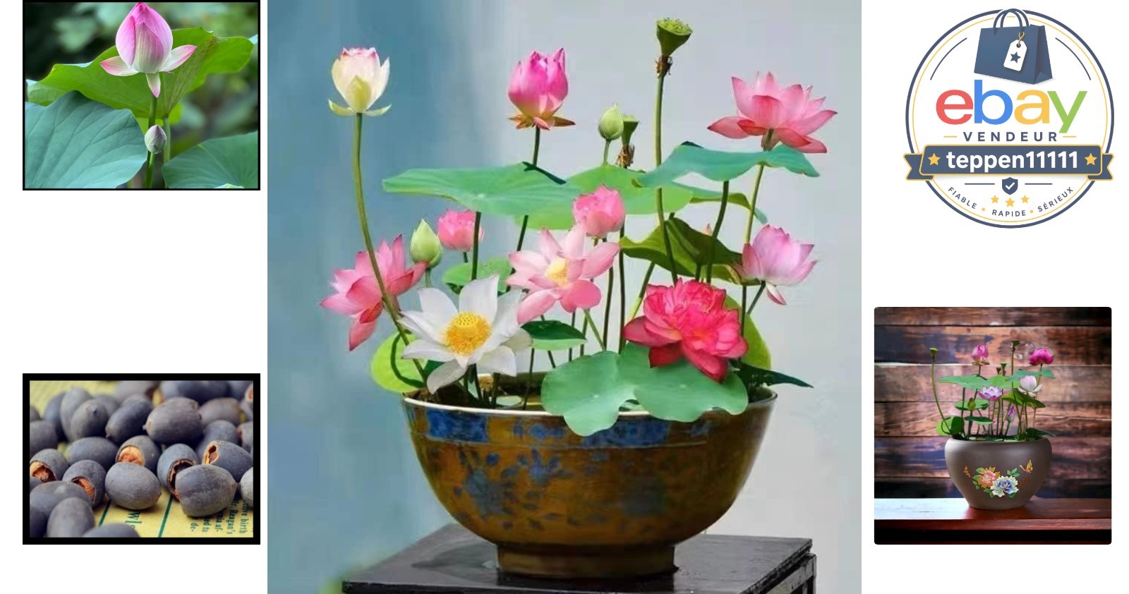 10pcs Lotus Seeds Mixed Pink Red Green Color Water Lily Indoor Outdoor Garden