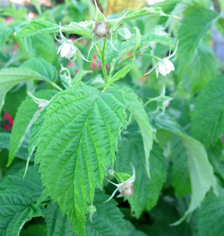 2 Double Gold Raspberry Plants Everbearing Sweet Bare Root Canes Zone 5-8