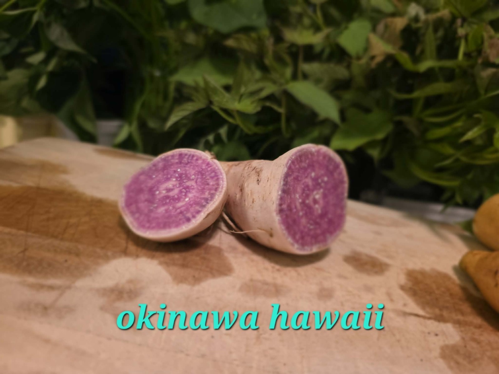 10 Rooted Sweet Potato Slips Mix – 5 Okinawa Hawaiian + 5 Korean Yellow Goguma