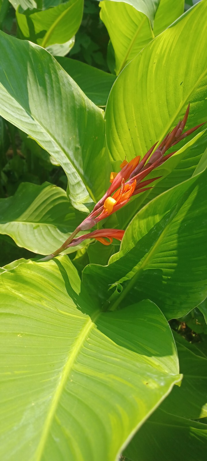 Orange Canna Lily Bulbs. (3 Bulbos de coyoles anaranjados (3) green leaf