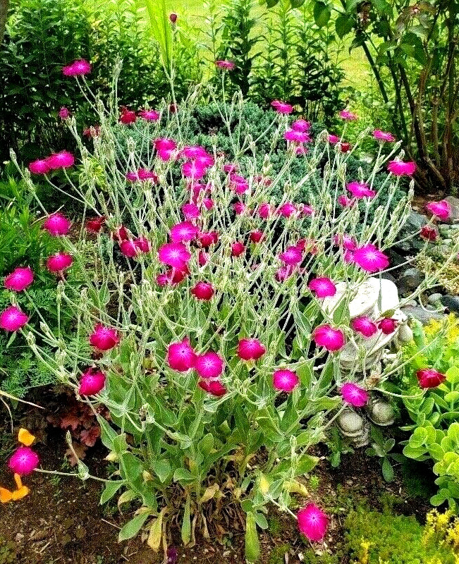 Rose Campion Heirloom Lychnis Coronaria Perennial Lot 20 Plants, Free Shipping