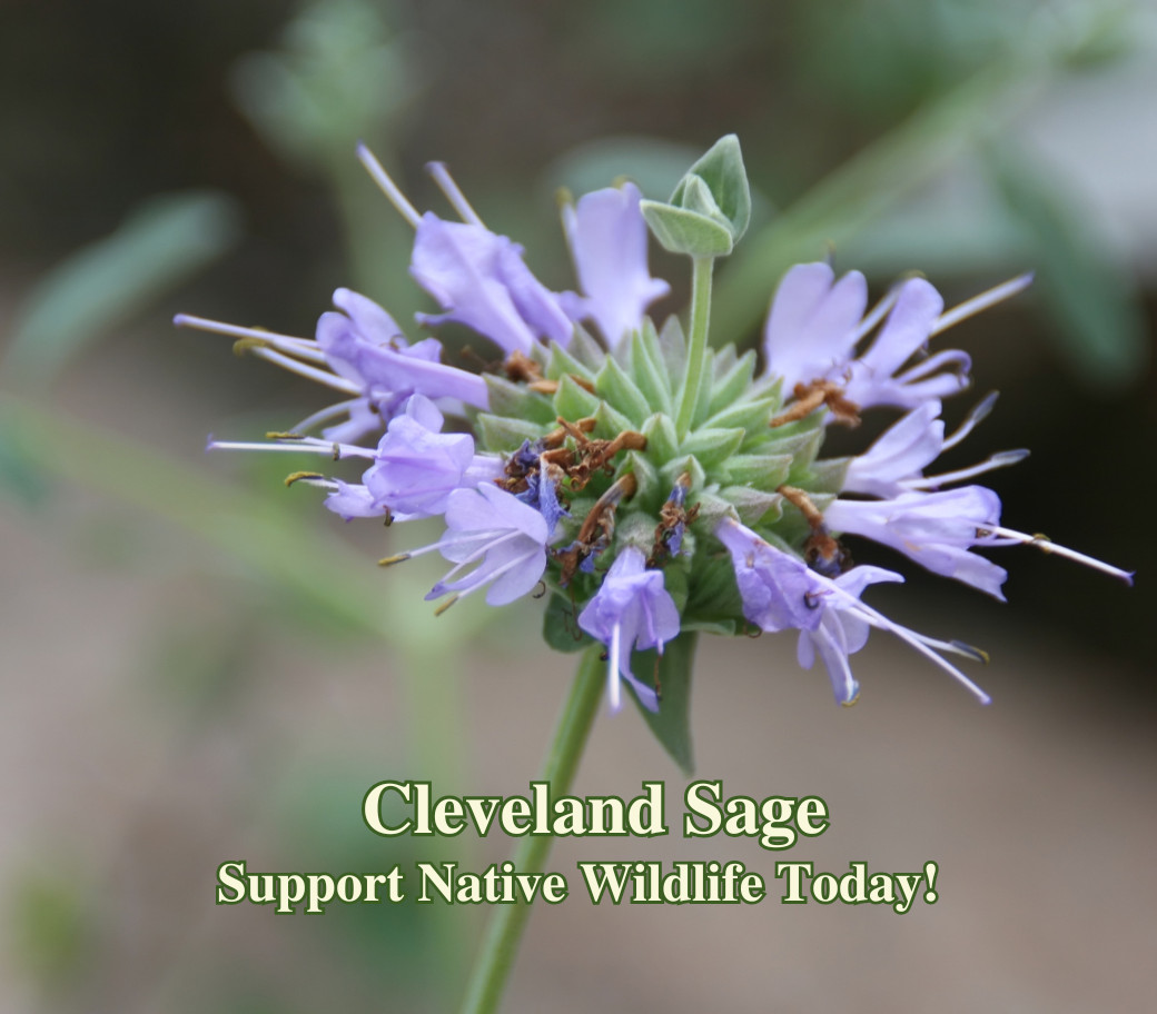 Cleveland Sage California Native Seeds Salvia Clevelandii Pollinator Seed For Mo