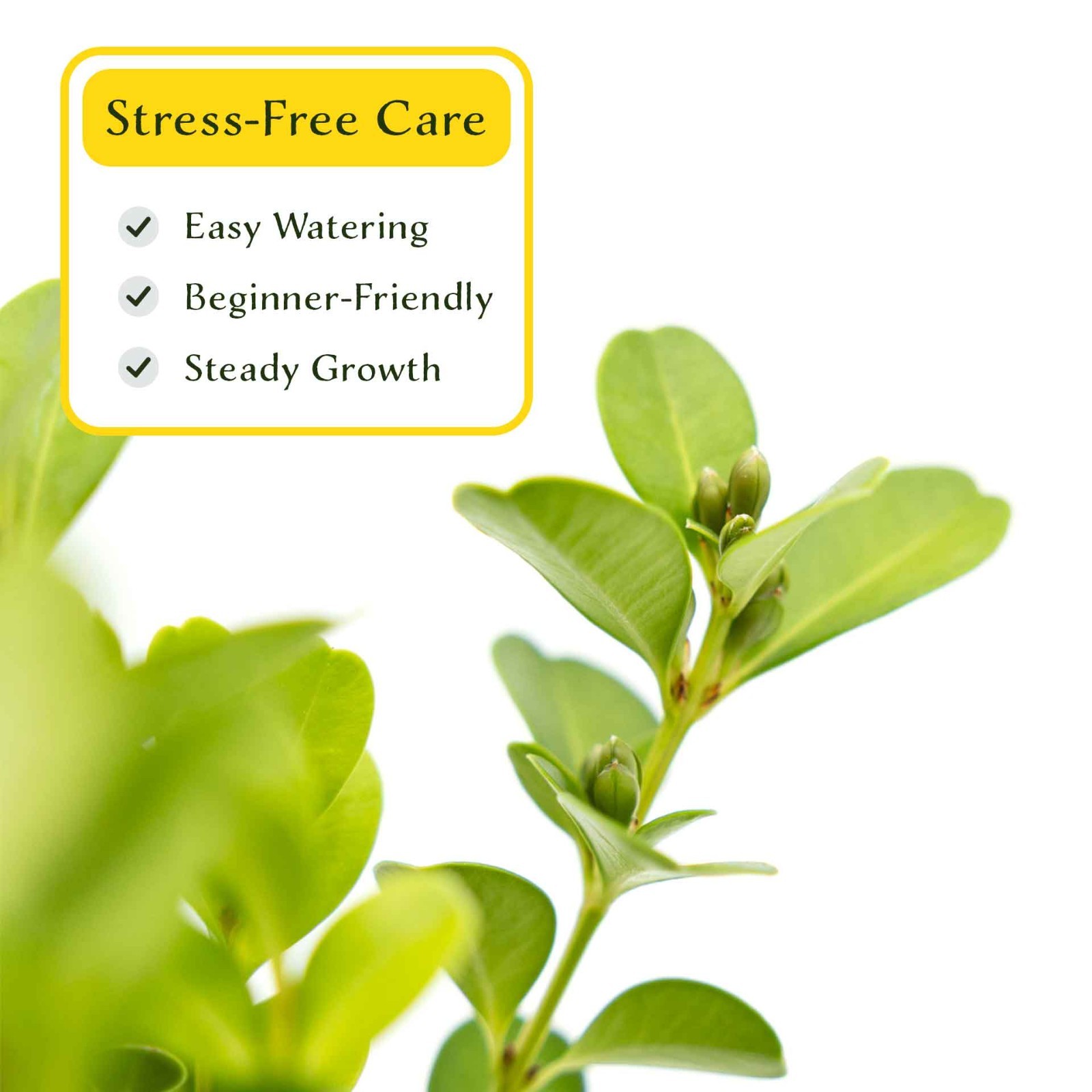 3 Japanese Boxwood Plants in 2.5” Cubes, Dense & Compact Evergreen Shrub (Buxus)