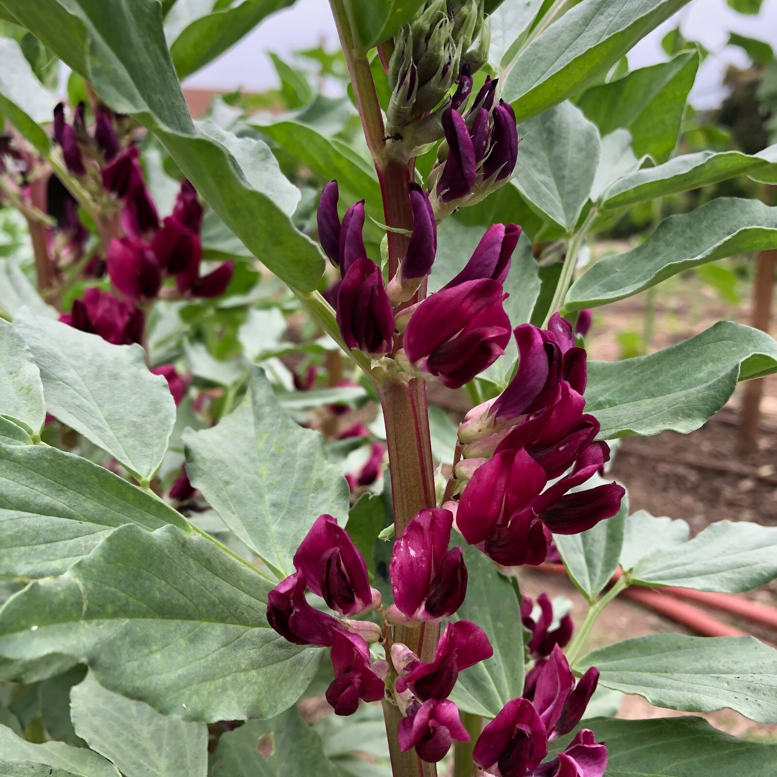 Crimson Flowered Fava Beans: Scarlet Red, Dark Green Bean, Heirloom Non-GMO Bulk