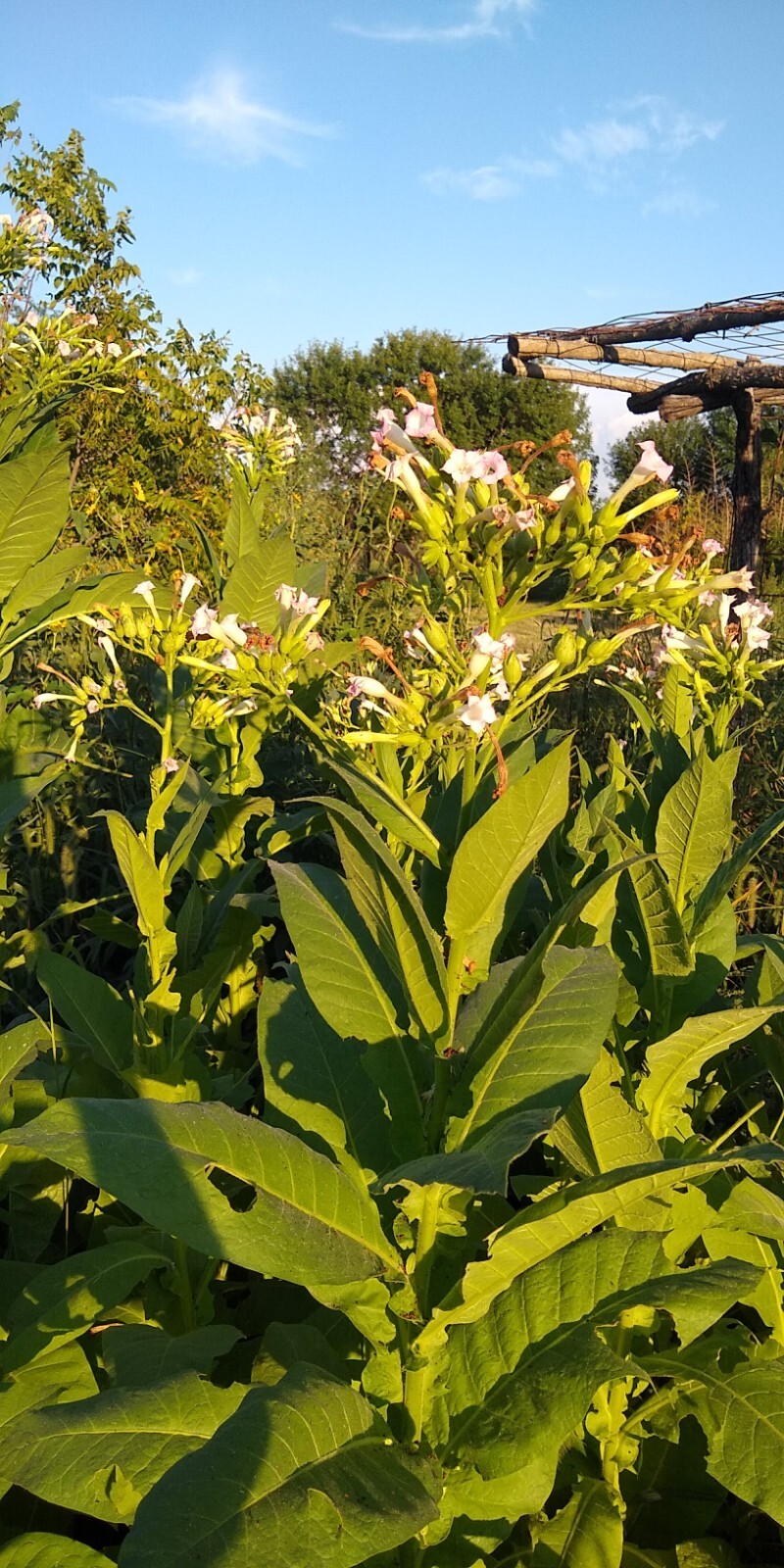 Perique Tobacco Seeds ~ 1000 to 100,000 seeds ~ Heirloom Nicotiana Tabacum