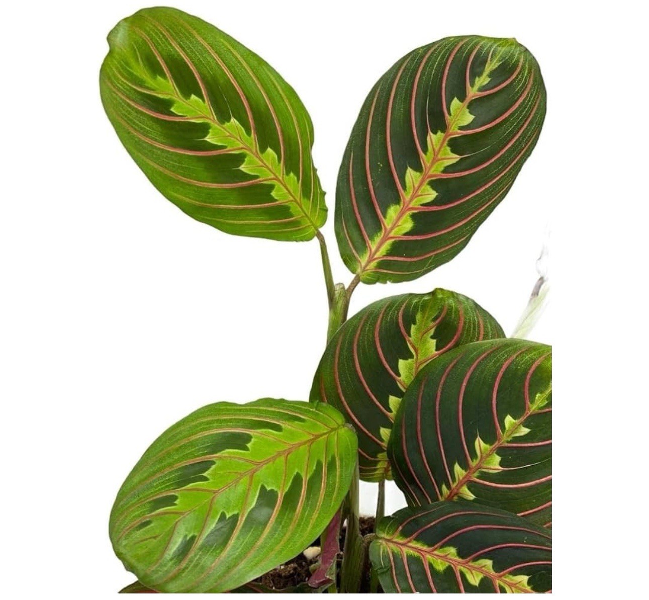 Maranta Red Prayer Plant, Easy To Care Live Indoor Plant In 4 Inch pot