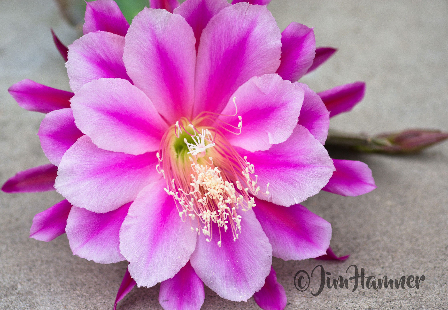 6 Mystery Epiphyllum Orchid Cactus Cuttings, Mixed colors, Assorted – Not Named