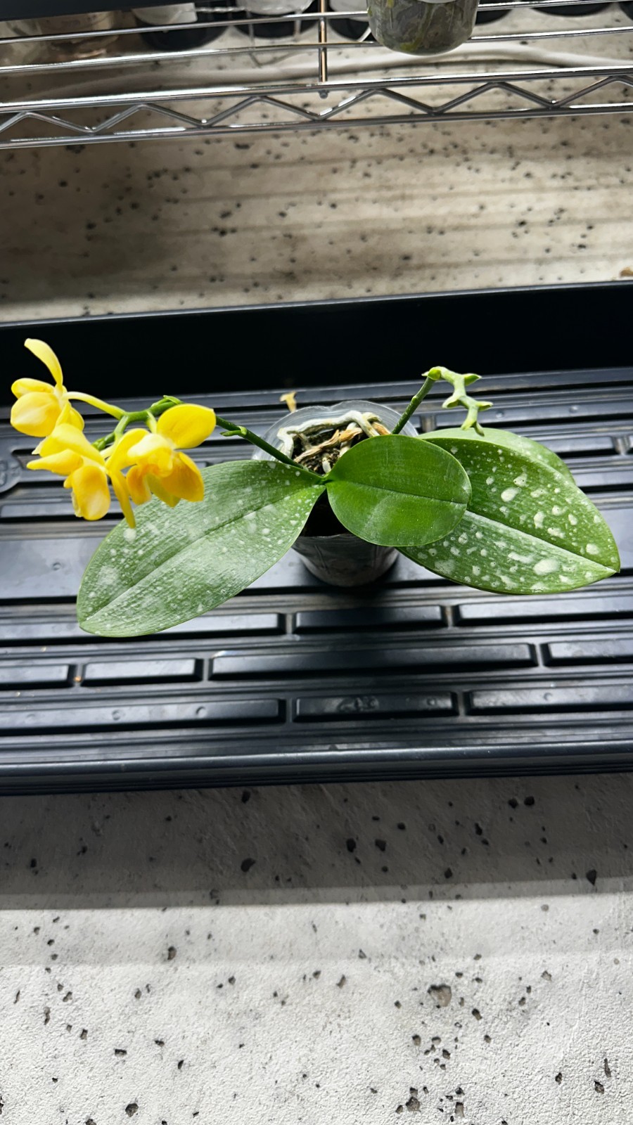 Phalaenopsis Yaphon Perfume ‘Yellow’ [IN SPIKE]