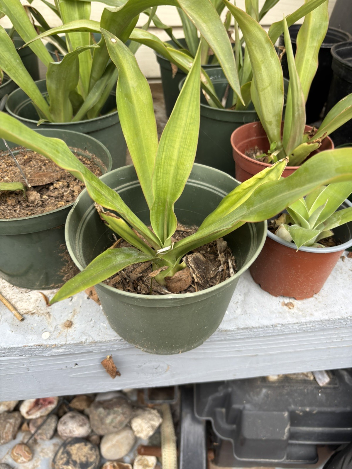 6” Pot size – False Agave, Furcraea Foetida -Smooth Succulent, Hardy! Lot of 3