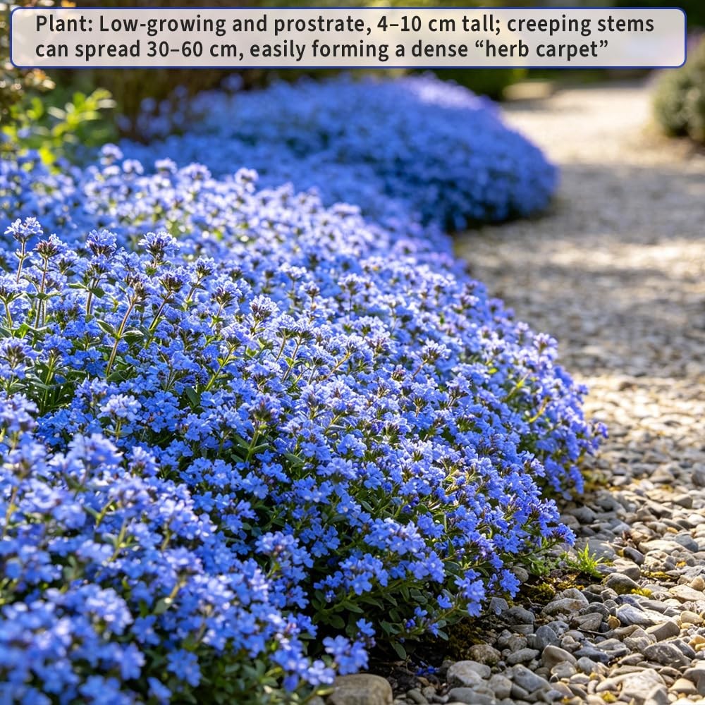 22000+ Blue Creeping Thyme Seeds for Planting Red, Blue, Yellow, white, pink.