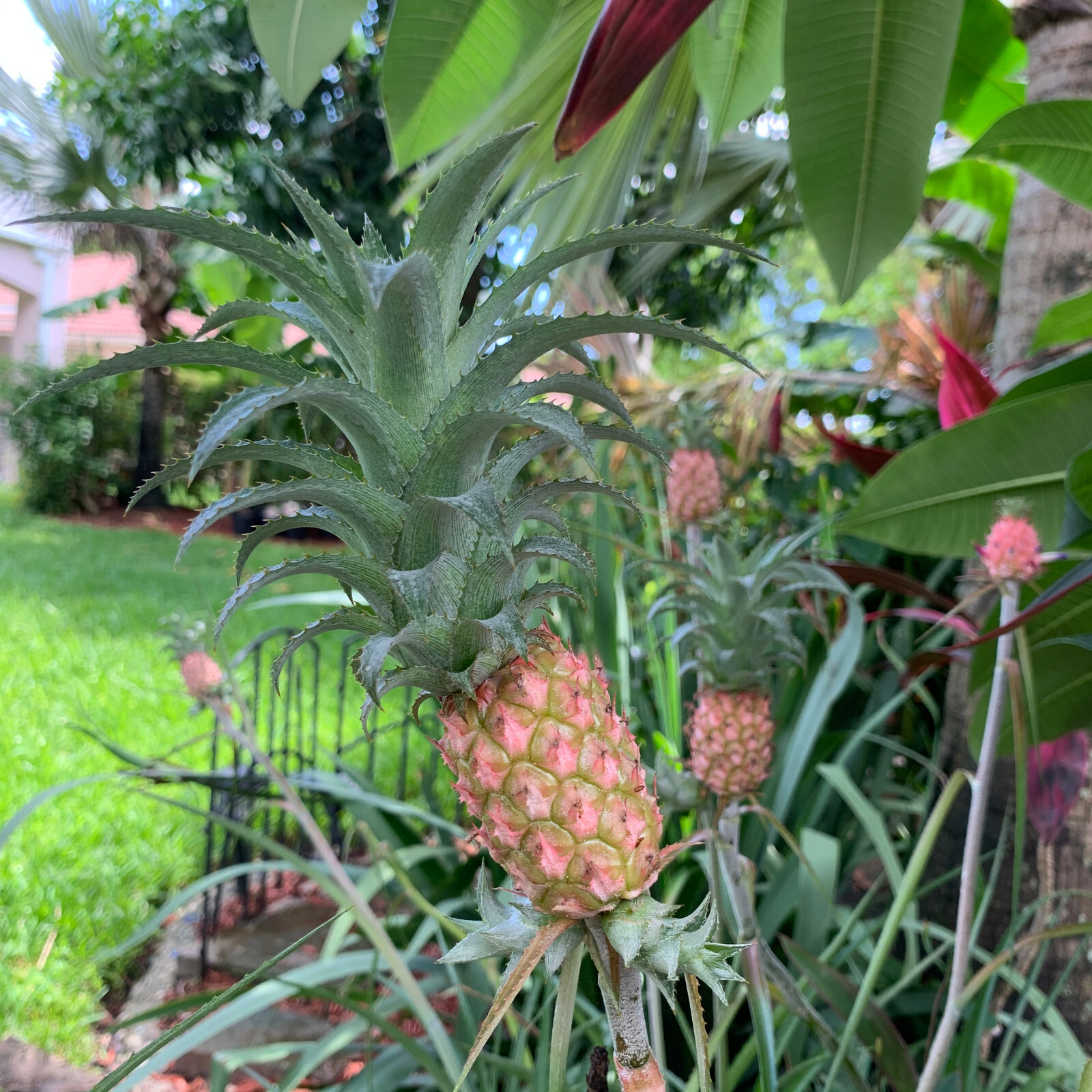 Miniature Ornamental Pineapple – FREE SHIPPING – Ananas Nanus – 6″-8″