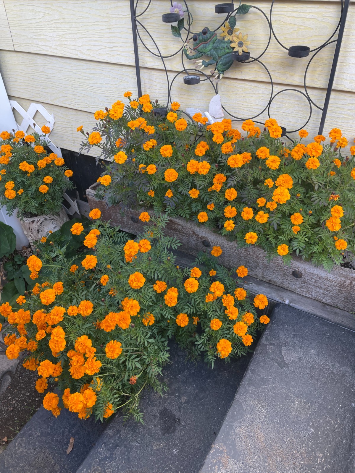 African Marigold Orange ‘Kees’ Orange’ (Tagetes erecta) 300 Seeds