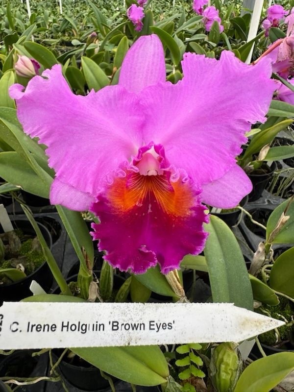 C. Irene Holguin ‘Brown Eyes’ AM/AOS Cattleya Orchid plant BS 4.5”