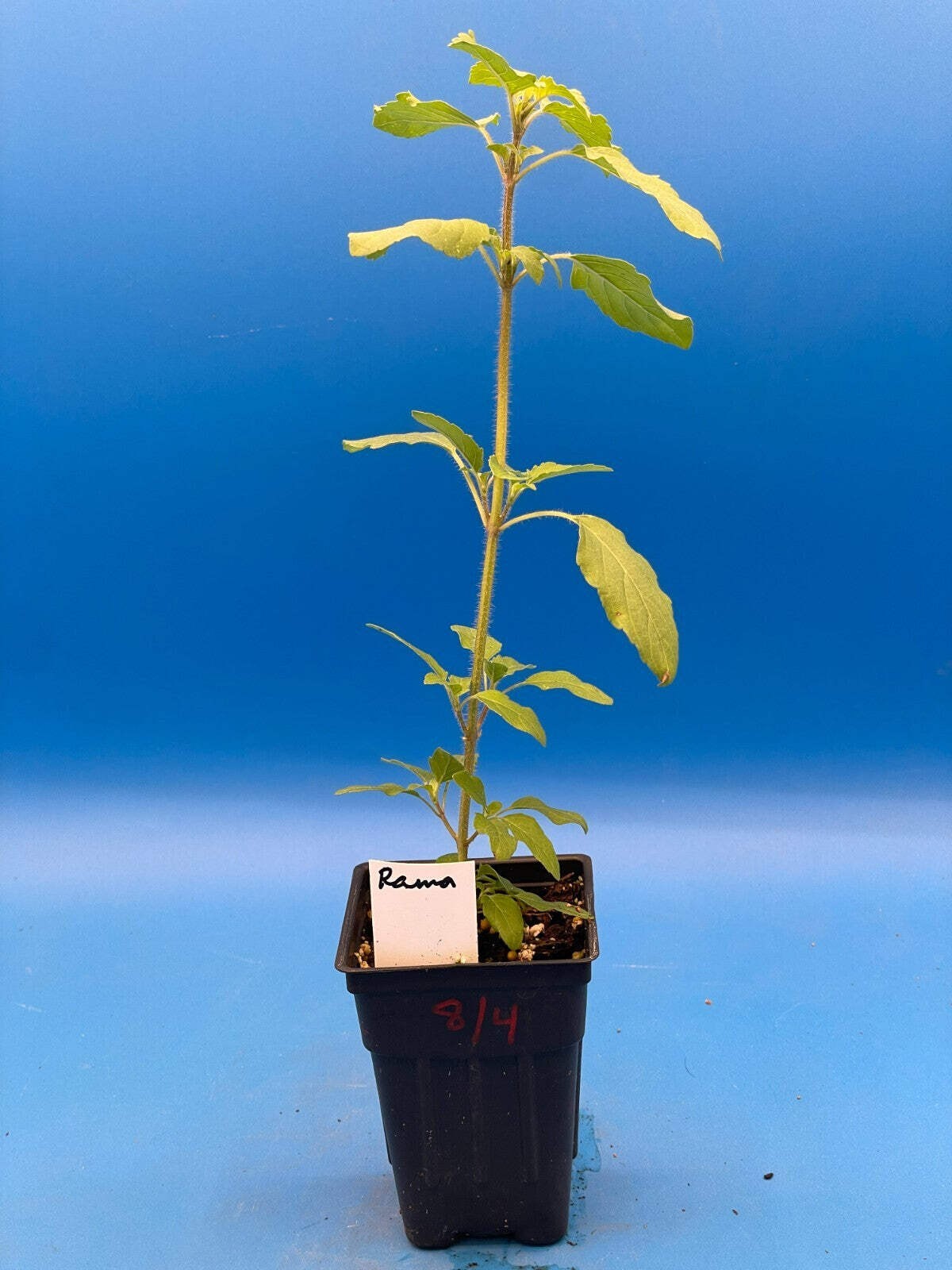 Tulsi, Rama – Live Plant 3″ Starter Pot – Holy Basil – Ocimum Sanctum
