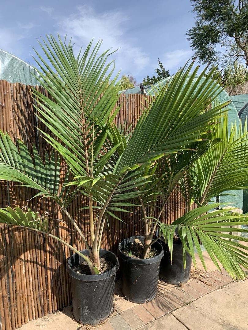 Rare – Norfolk Island Palm Tree – Rhopalostylis baueri Seeds – Cold Hardy 25f