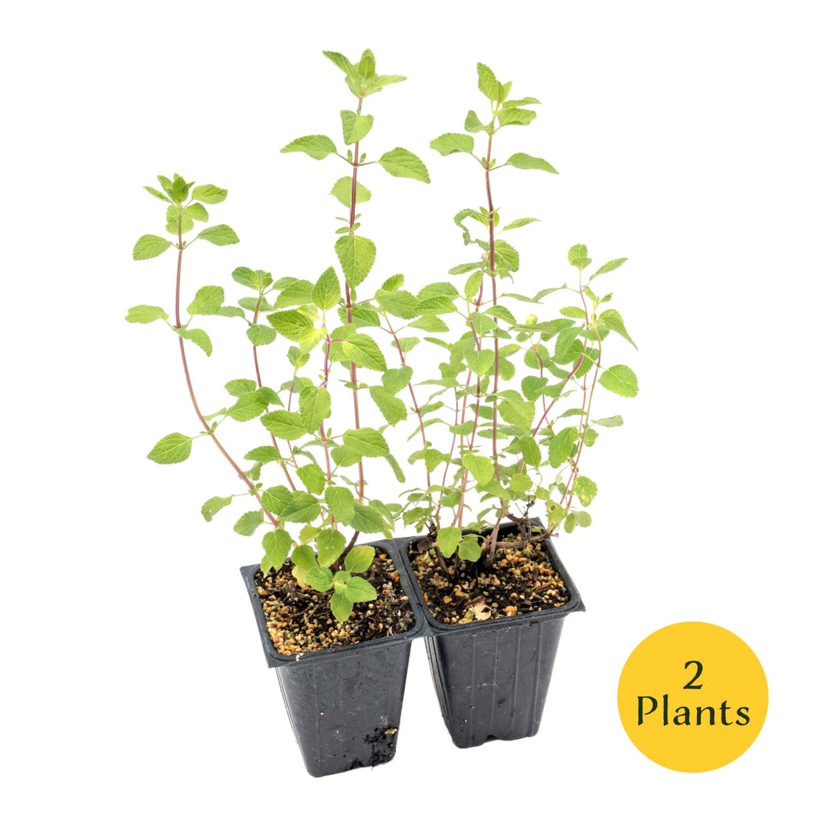 Hot Lips Sage in 3.5” Nursery Cubes (Salvia microphylla ‘Hot Lips’) | Live Herbs