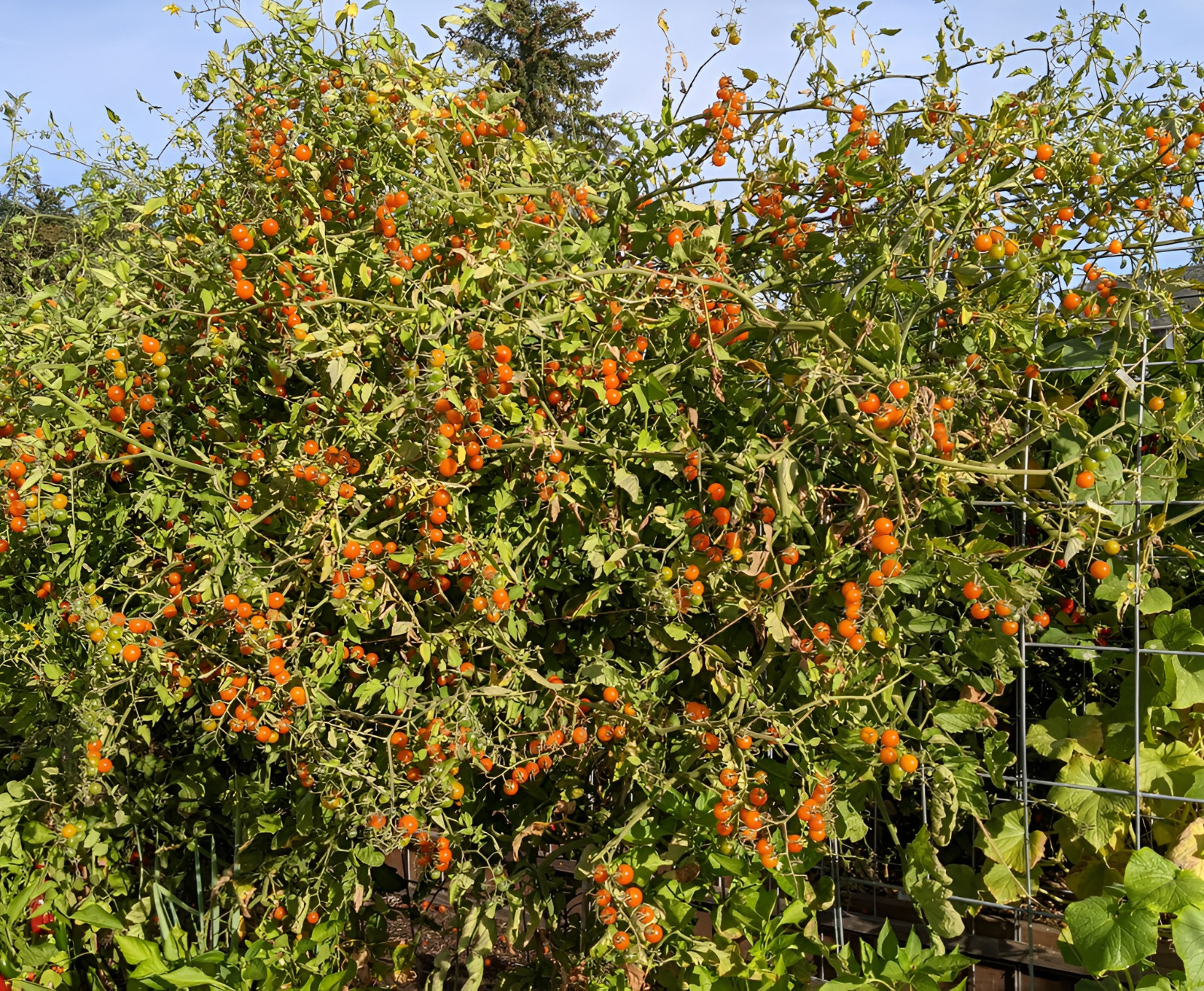 25 Honeycomb F1 Hybrid Orange Cherry Tomato Seeds Sweeter Than Sungold – NonGMO