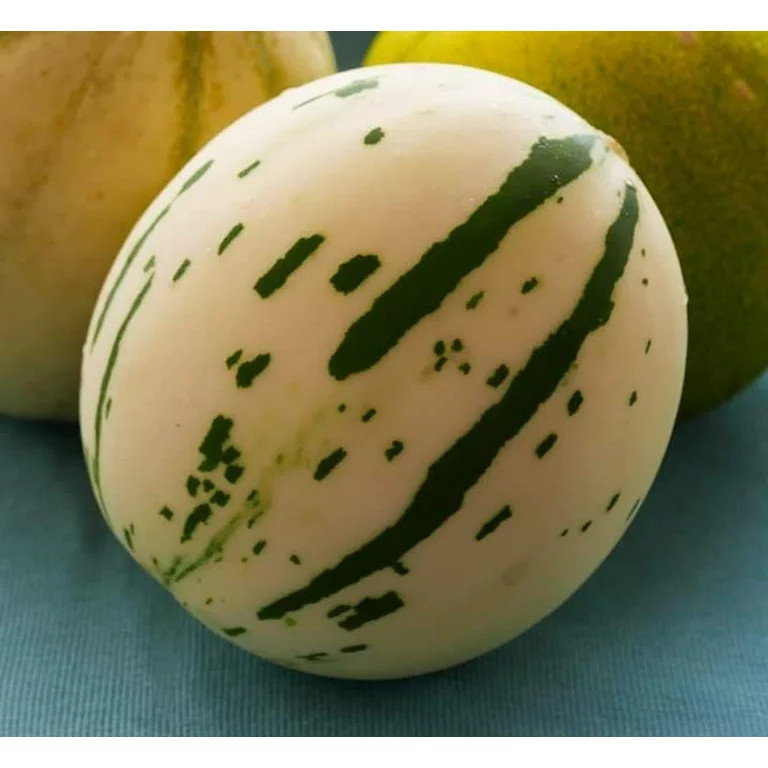 (10 seeds) Picasso Melon from 2023 summer season