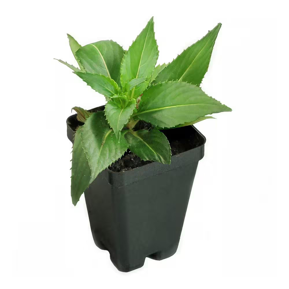 2.5 In. Vigorous Lavender Splash Sunpatiens Impatiens Outdoor Annual Plant with
