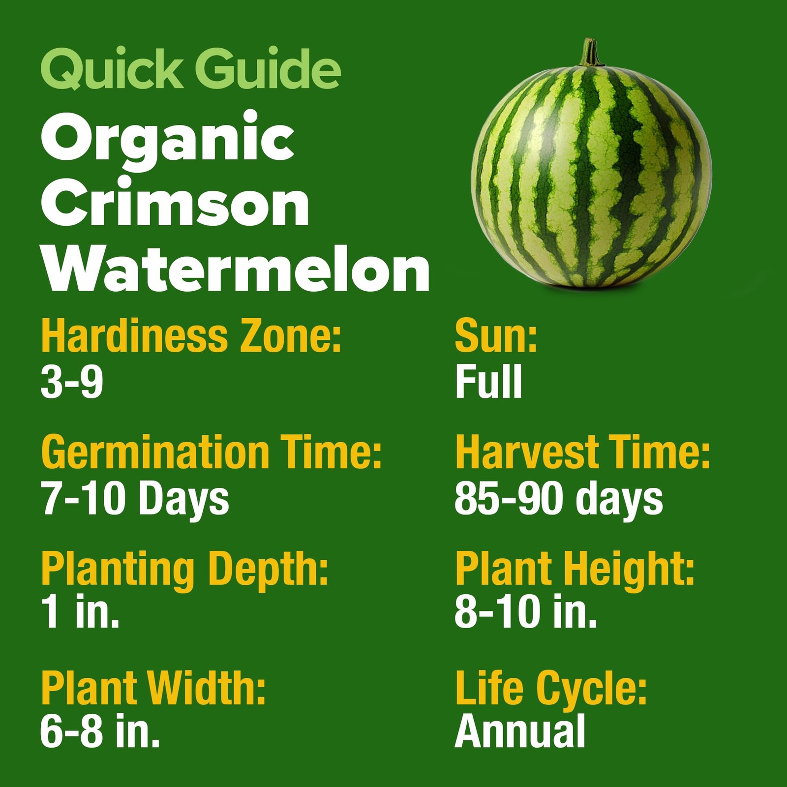 Organic Watermelon Seeds Non-GMO Heirloom for Home Gardens – Citrullus lanatus