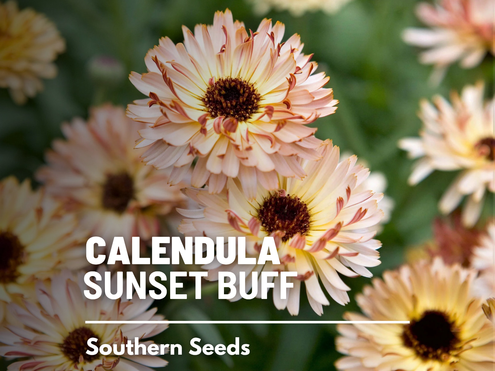 Calendula, Sunset Buff- Heirloom Medicinal Flower Seeds (Calendula officinalis)