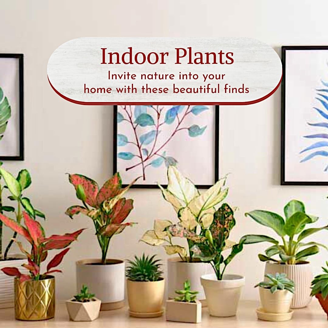 Aglaonema Live Plant Collection (4-Pack) – Chinese Evergreen Green, Red
