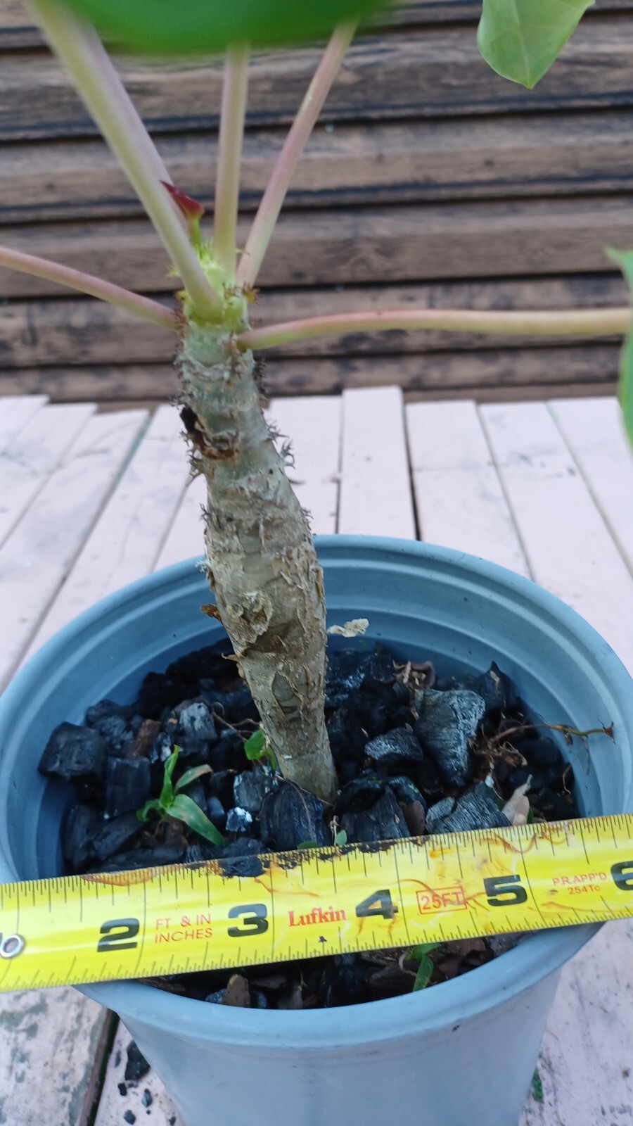 RARE! Buddha Belly Plant BONSAI BUTTERFLIES LOVE ! RARE YELLOW!